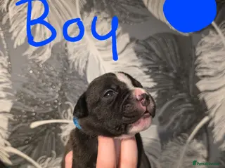 Staffordshire Bull Terrier dogs Staffordshire bull terrier pups - Advert 2