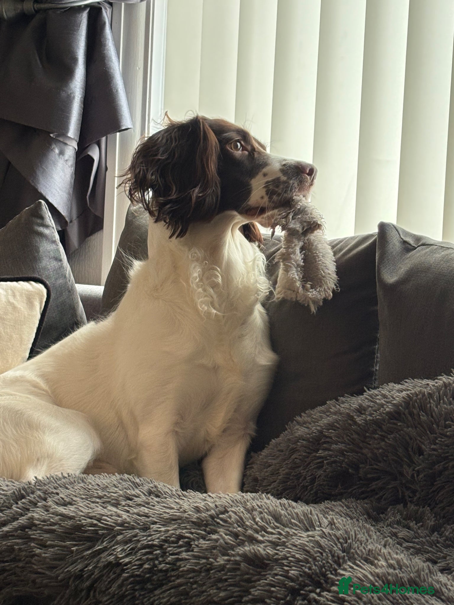 English Springer Spaniel dogs Rehoming Springer Spaniel  - Advert 3