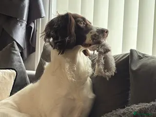 English Springer Spaniel dogs Rehoming Springer Spaniel - Advert 3