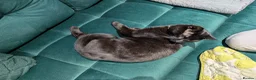 Mixed Breed cats for sale: Beautiful cuddly cat  - Advert 9