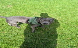 Staffordshire Bull Terrier dogs for sale: Blue female staff for sale  - Image 8