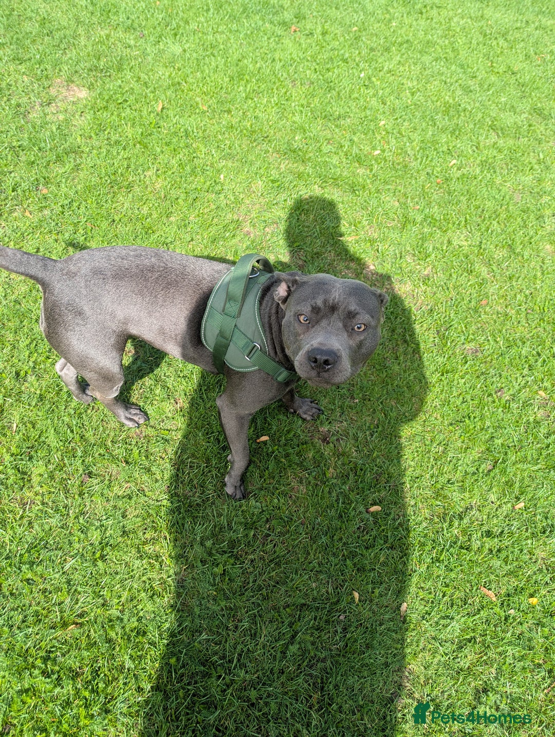 Staffordshire Bull Terrier dogs for sale: Blue female staff for sale  - Image 8