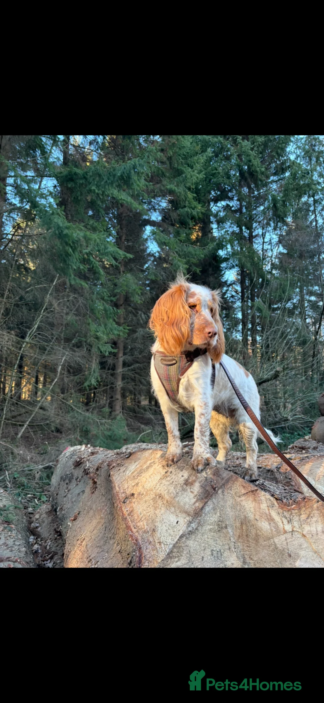 Cocker Spaniel dogs for sale: Working cocker spaniels  - Advert 1
