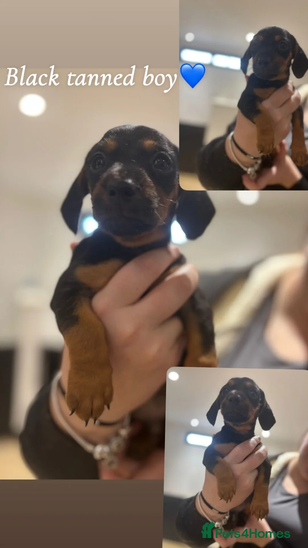 Dachshund dogs for sale: Sausage dogs last 2!  - Advert 4