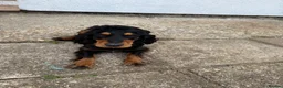 Cocker Spaniel dogs for sale: Spaniel 18 month juvenile  in Southampton - Advert 3