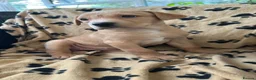 Labrador Retriever dogs for sale: Red fox Labrador pups  in Evesham - Advert 4