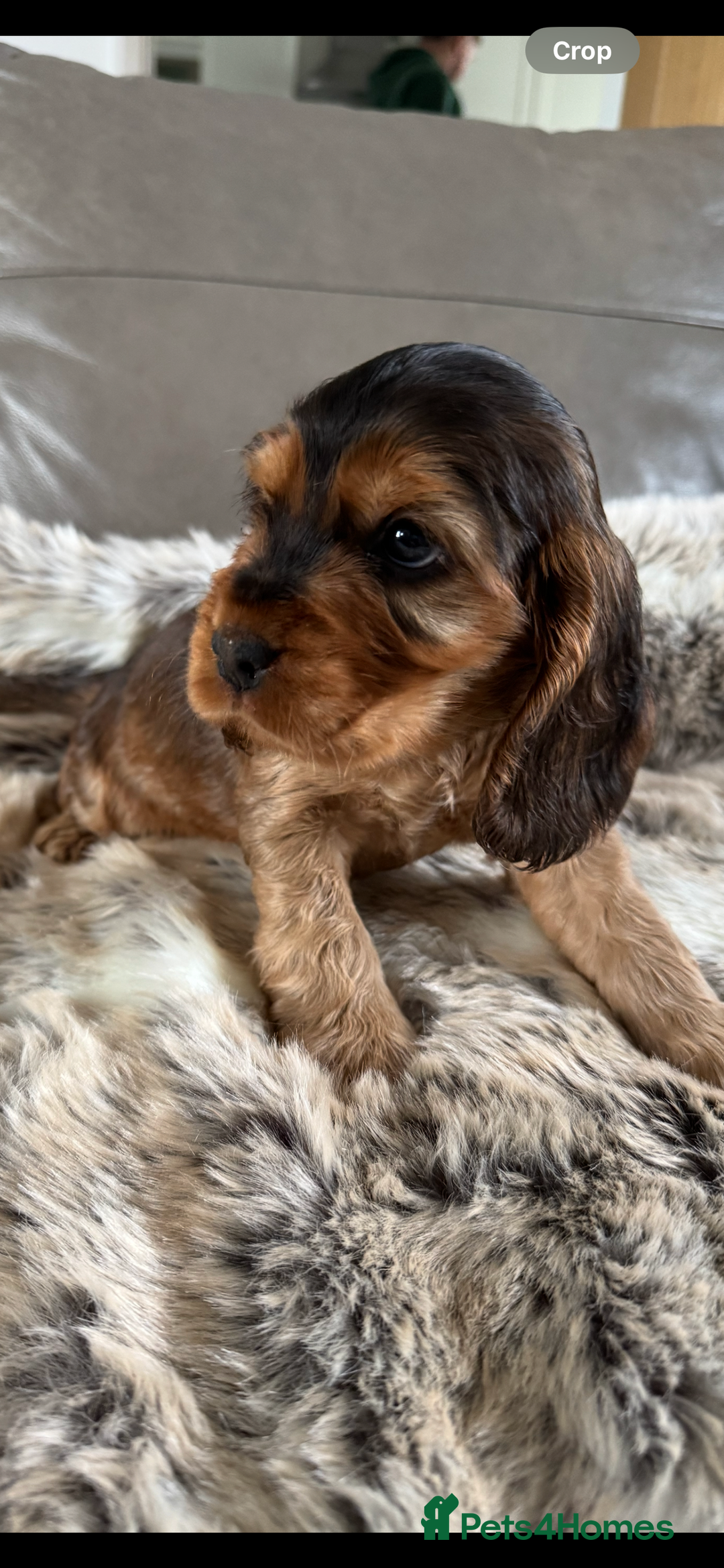 Cocker Spaniel dogs for sale: 🐶 Beautiful Show-Type Cocker Spaniel Puppies 🐶 - Advert 11