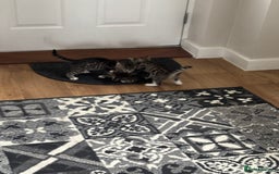 Mixed Breed cats for sale: Kittens ready for their new homes - Image 13