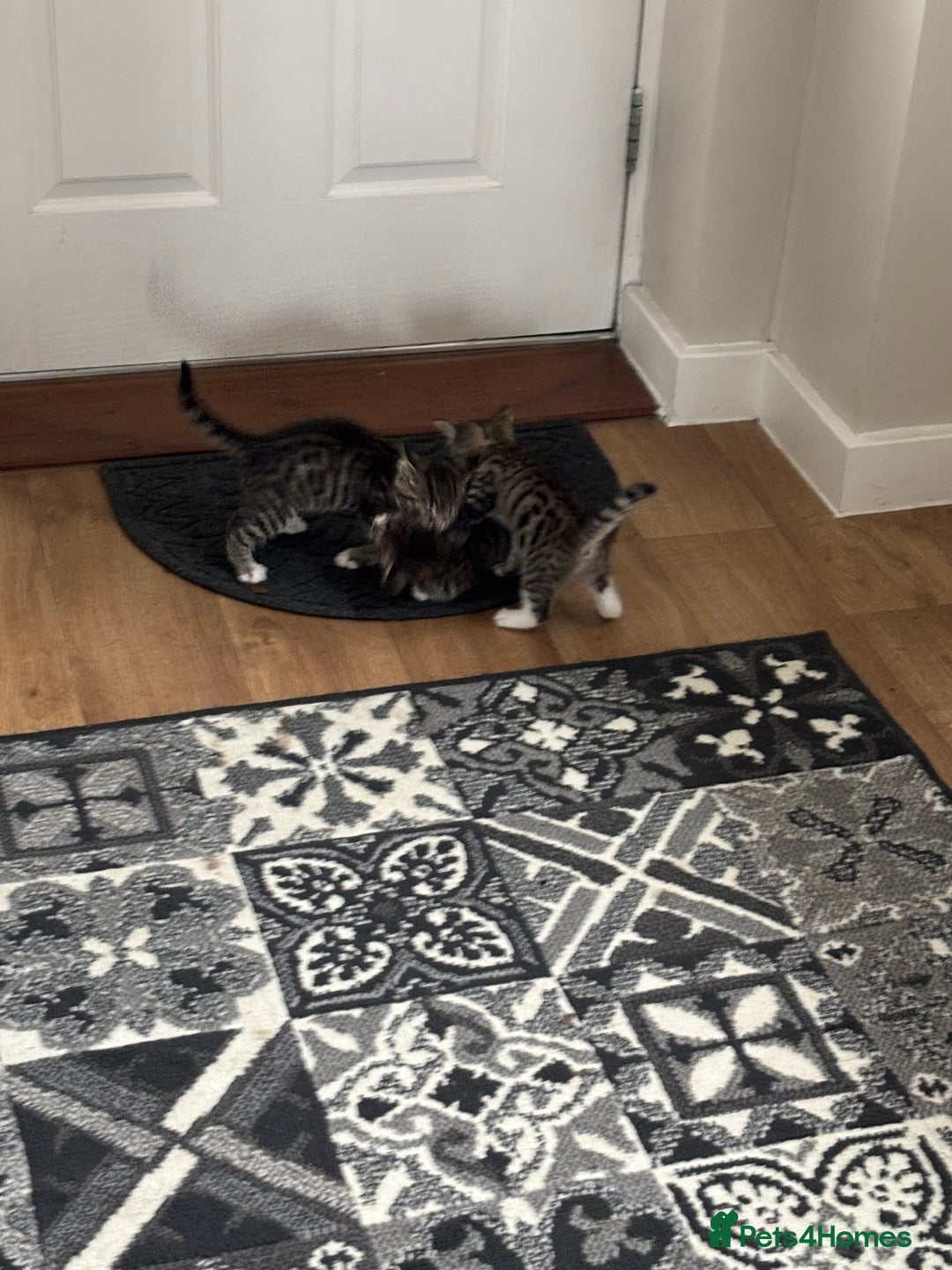 Mixed Breed cats for sale: Kittens ready for their new homes - Image 13