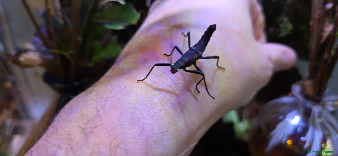 Stick Insects invertebrates for sale: Black Beauty stick insects, peruphasma shulteii  - Advert 5