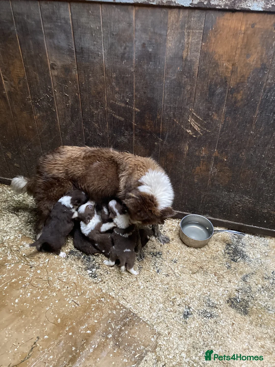 Border Collie dogs for sale: Border Collie Chocolate/Red & White Puppies - Advert 2