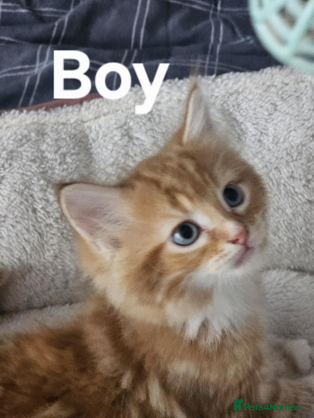 Maine Coon cats for sale: Kittens ready for a new home - Image 10
