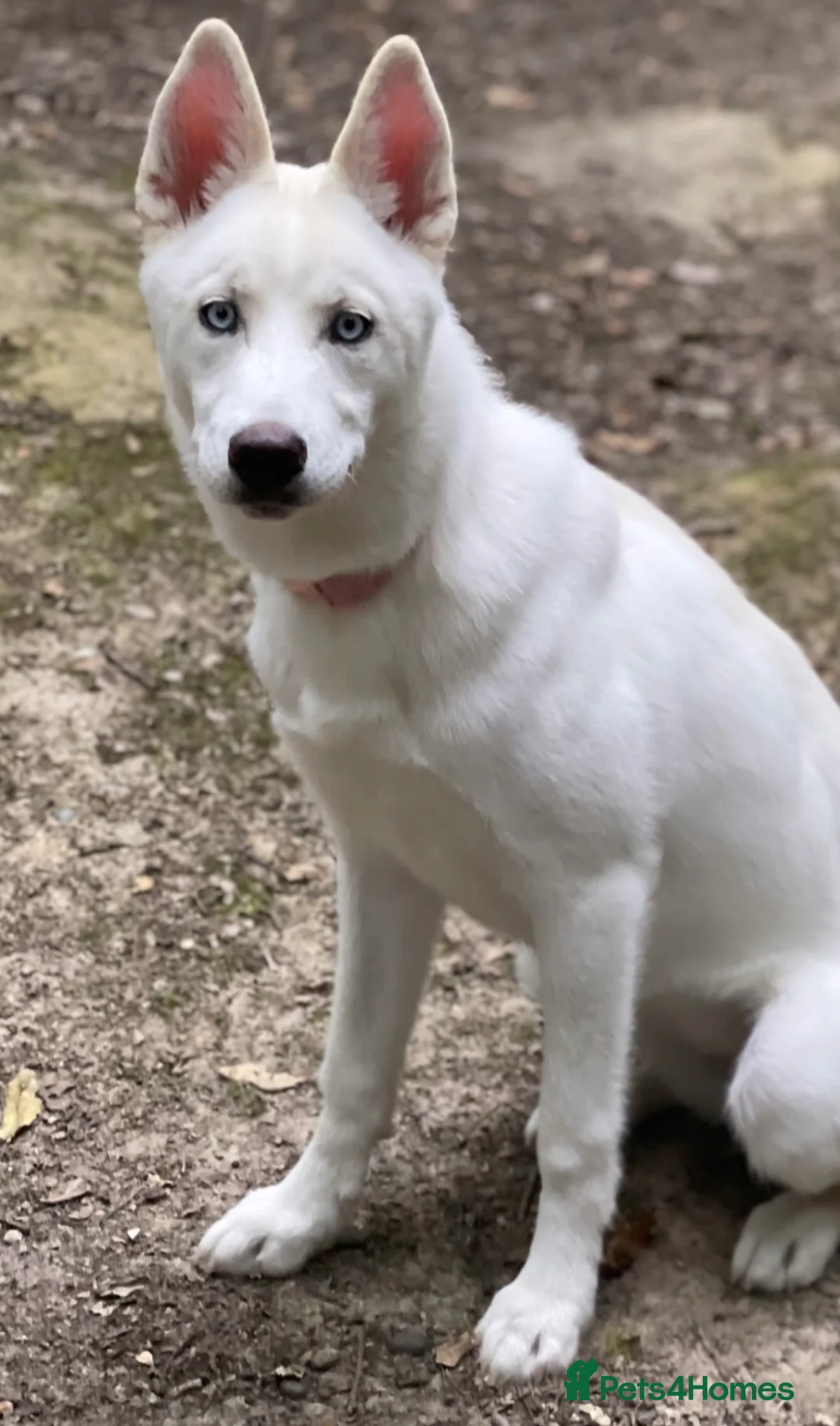 Siberian Husky dogs for sale: 1 year old female husky for sale!!  - Advert 4