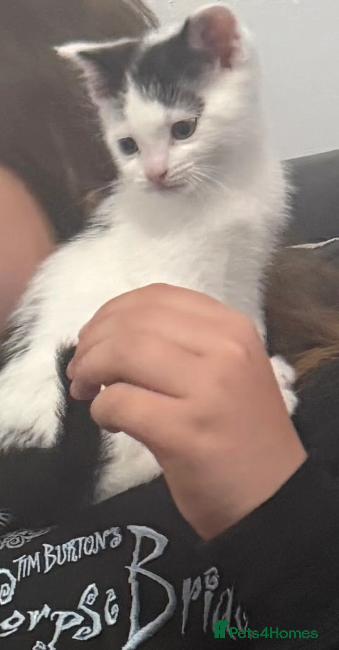 Mixed Breed cats for sale: Gorgeous boy looking for his forever home - Advert 6