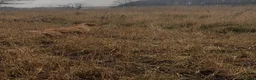 Labrador Retriever dogs for sale: KC Labrador looking for a new home in Skipton - Advert 5