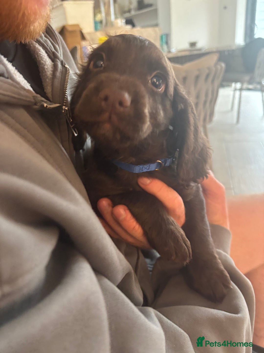 Cocker Spaniel dogs for sale: 3 boys left - Outstanding working cocker spaniels - Image 3