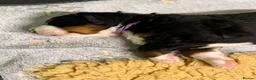 Bernese Mountain Dog dogs for sale: KC Bernese Mountain Dog Puppies - Advert 11