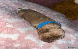 Cockapoo dogs for sale: 🌸3 gorgeous Chunky Cockapoos 🌸 - Image 15