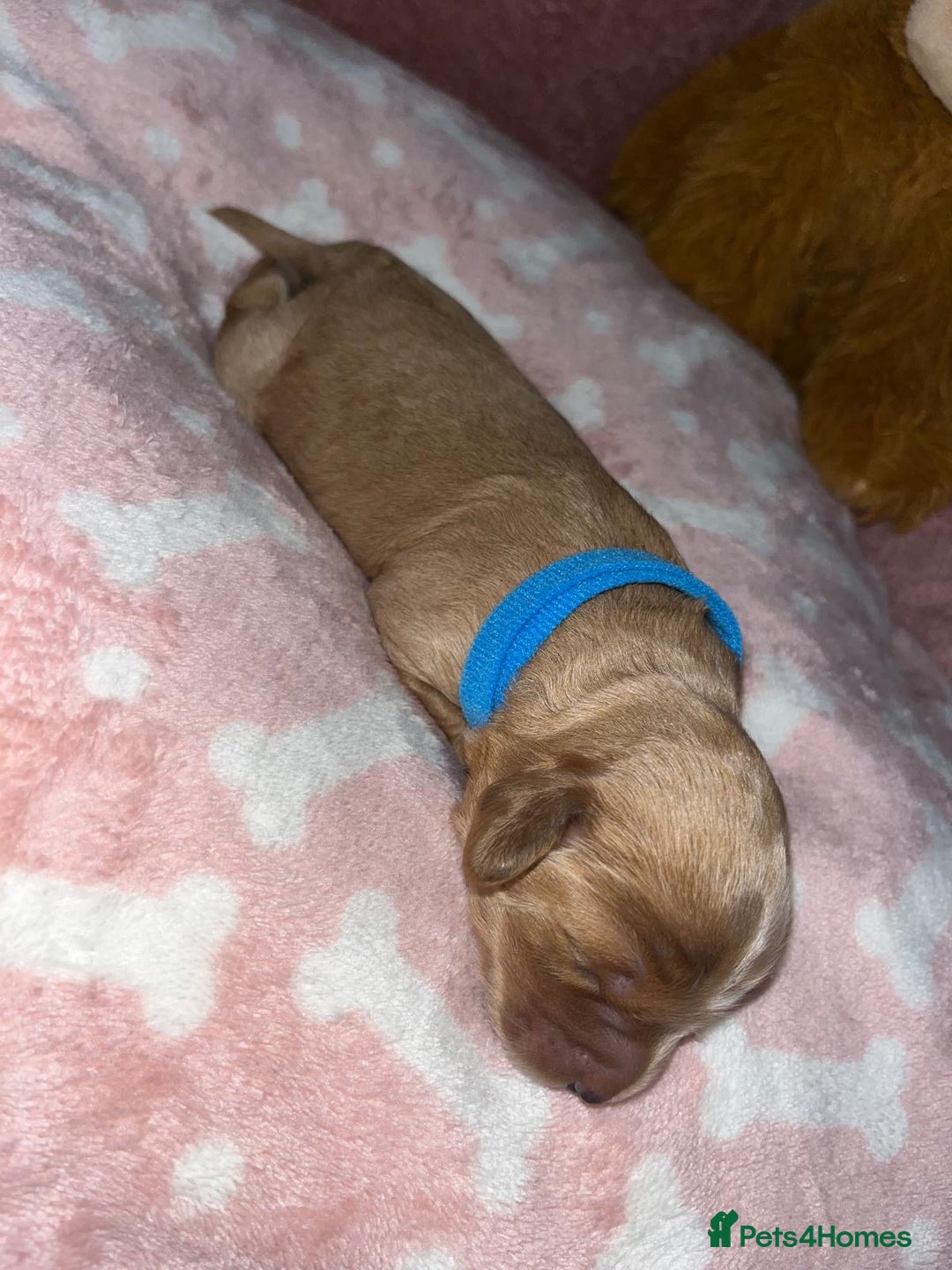 Cockapoo dogs for sale: 🌸3 gorgeous Chunky Cockapoos 🌸 - Image 15