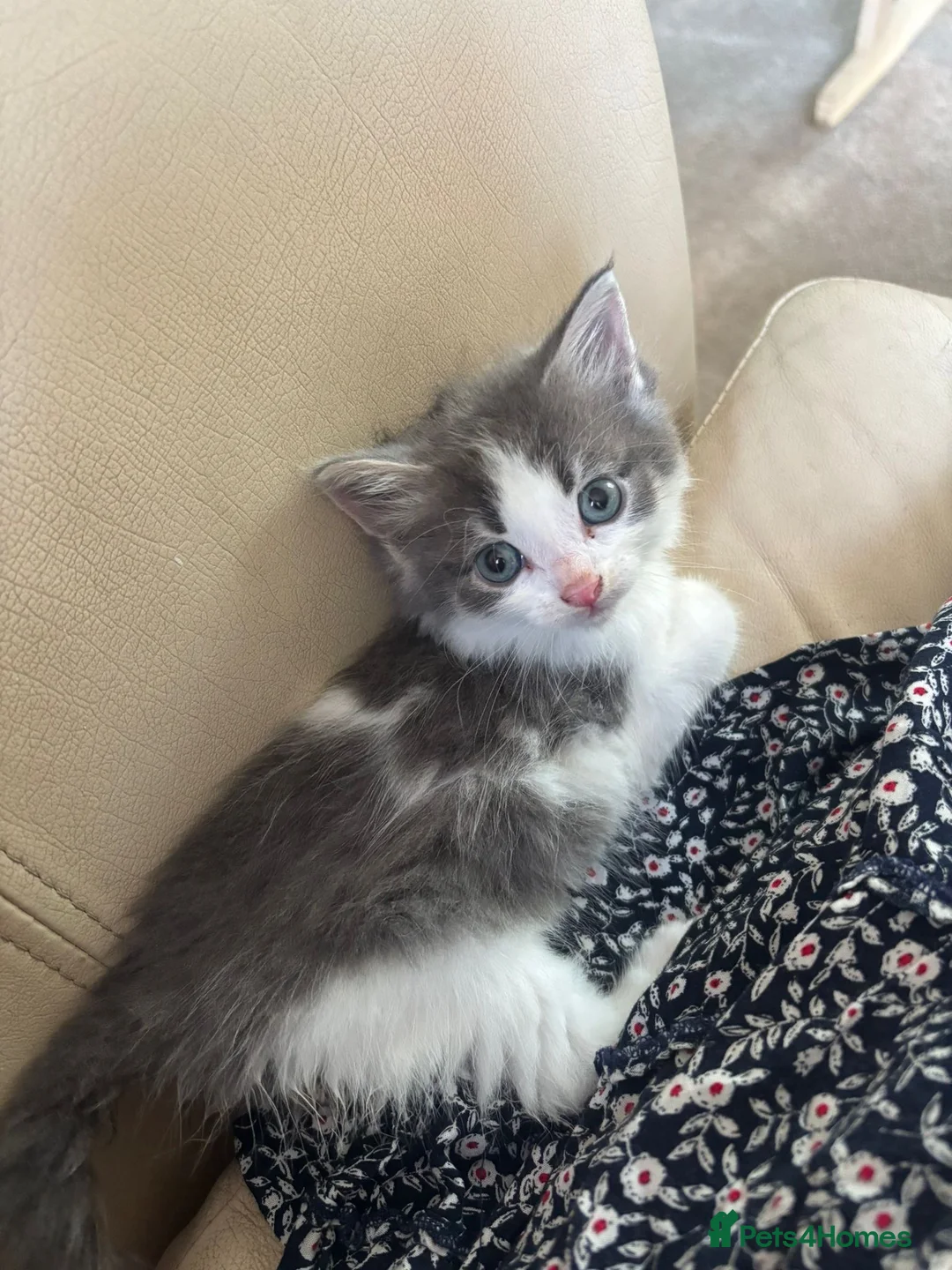 Mixed Breed cats for sale: Gorgeous kittens for sale  in Blandford Forum - Advert 1