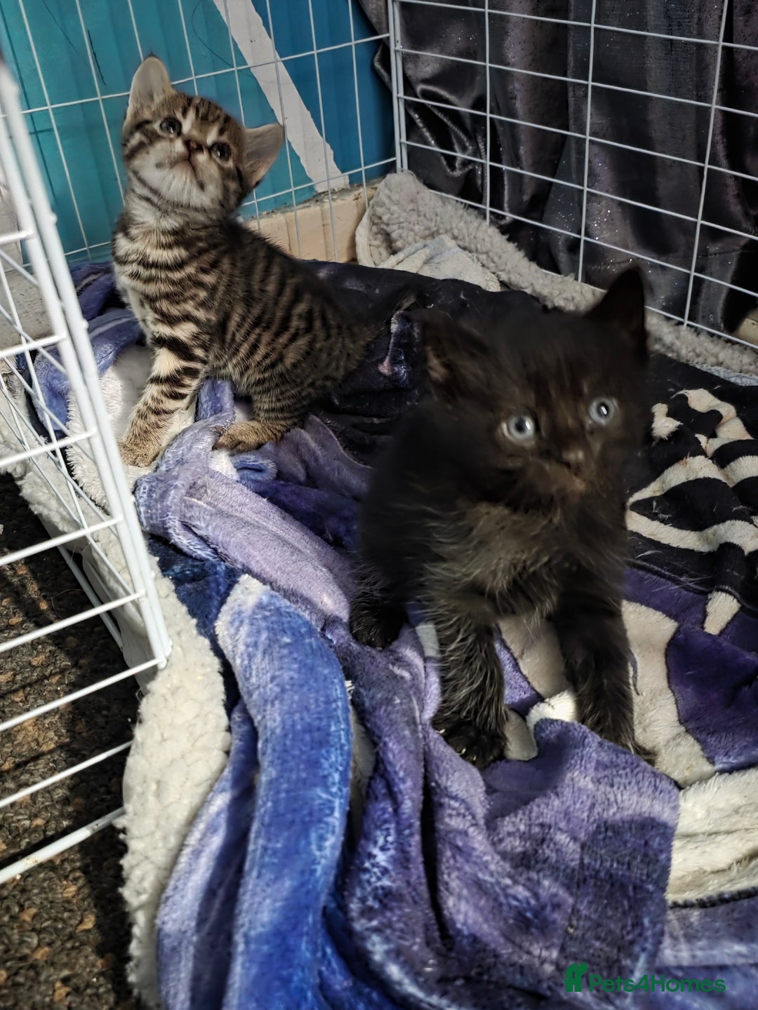 Mixed Breed cats for sale: Beautiful kittens - Advert 3