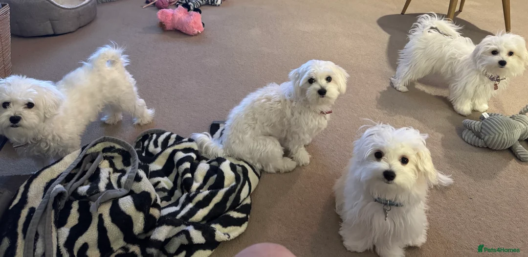 Maltese dogs for sale: 5 generation KC registered Maltese - Advert 8
