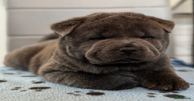 Chow Chow dogs - Advert 3