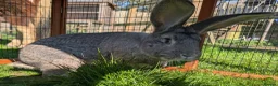 Continental Giant rabbits for sale: Male Chinchilla Continental Giant Rabbit  - Advert 1