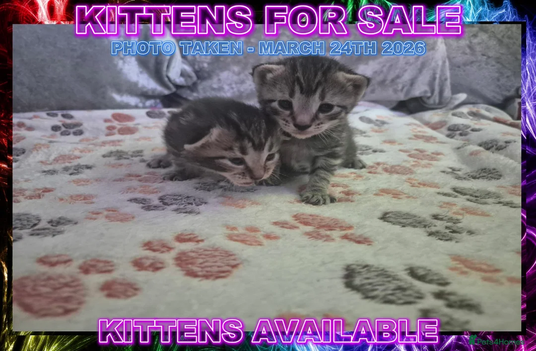 Mixed Breed cats for sale: Silver Bengal X Tabby Kittens For Sale - Advert 2