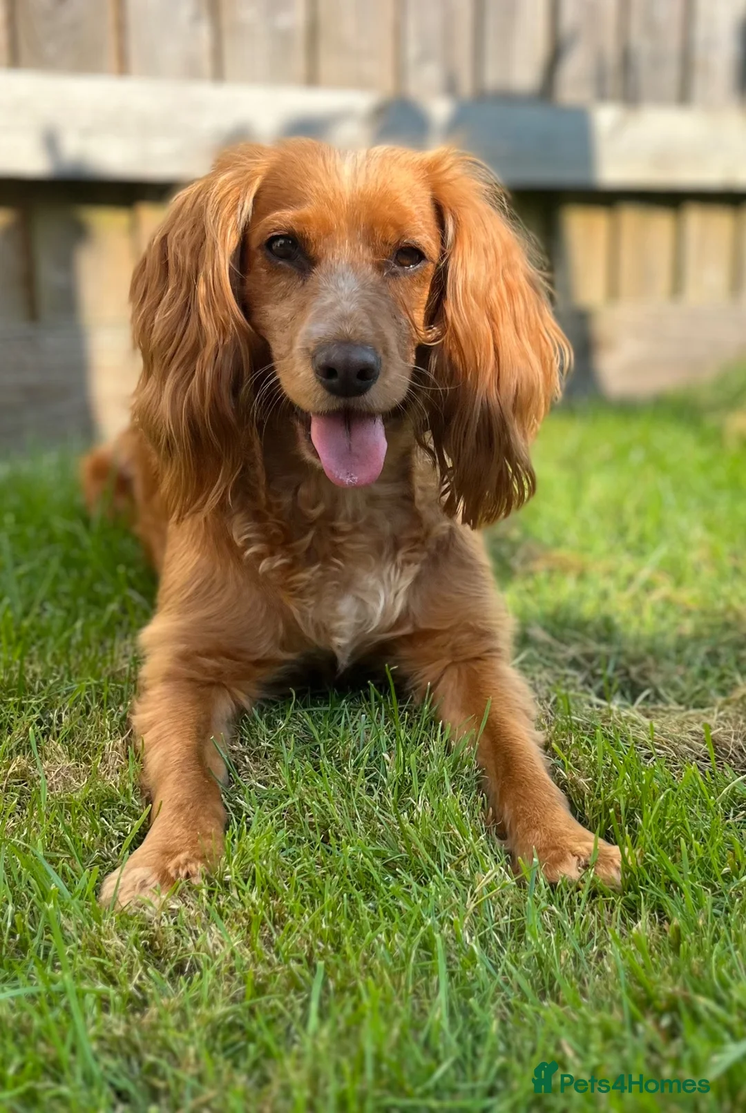 Cocker Spaniel dogs for sale: Cocker spaniel puppies - Advert 1