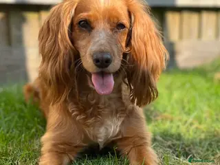 Cocker Spaniel dogs Cocker spaniel puppies - Advert 2