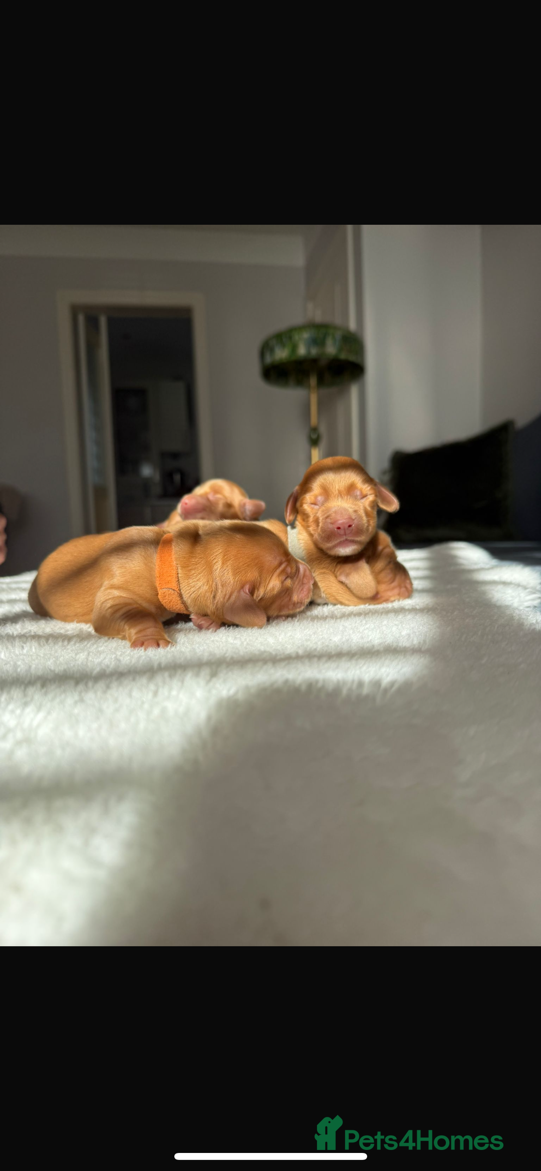 Cocker Spaniel dogs for sale: 🐶Cocker Spaniel Pups Looking for Forever Family🐶 - Image 12