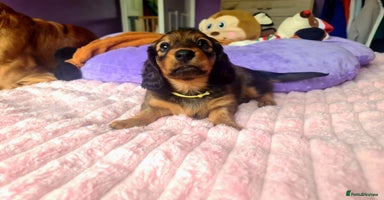 Dachshund dogs - Advert 1