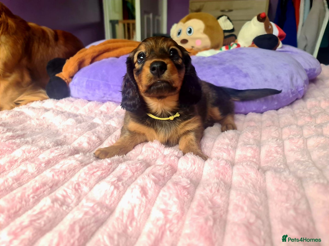 Dachshund dogs for sale: Last one beautiful long-haired dachshunds girl 😍 - Image 4