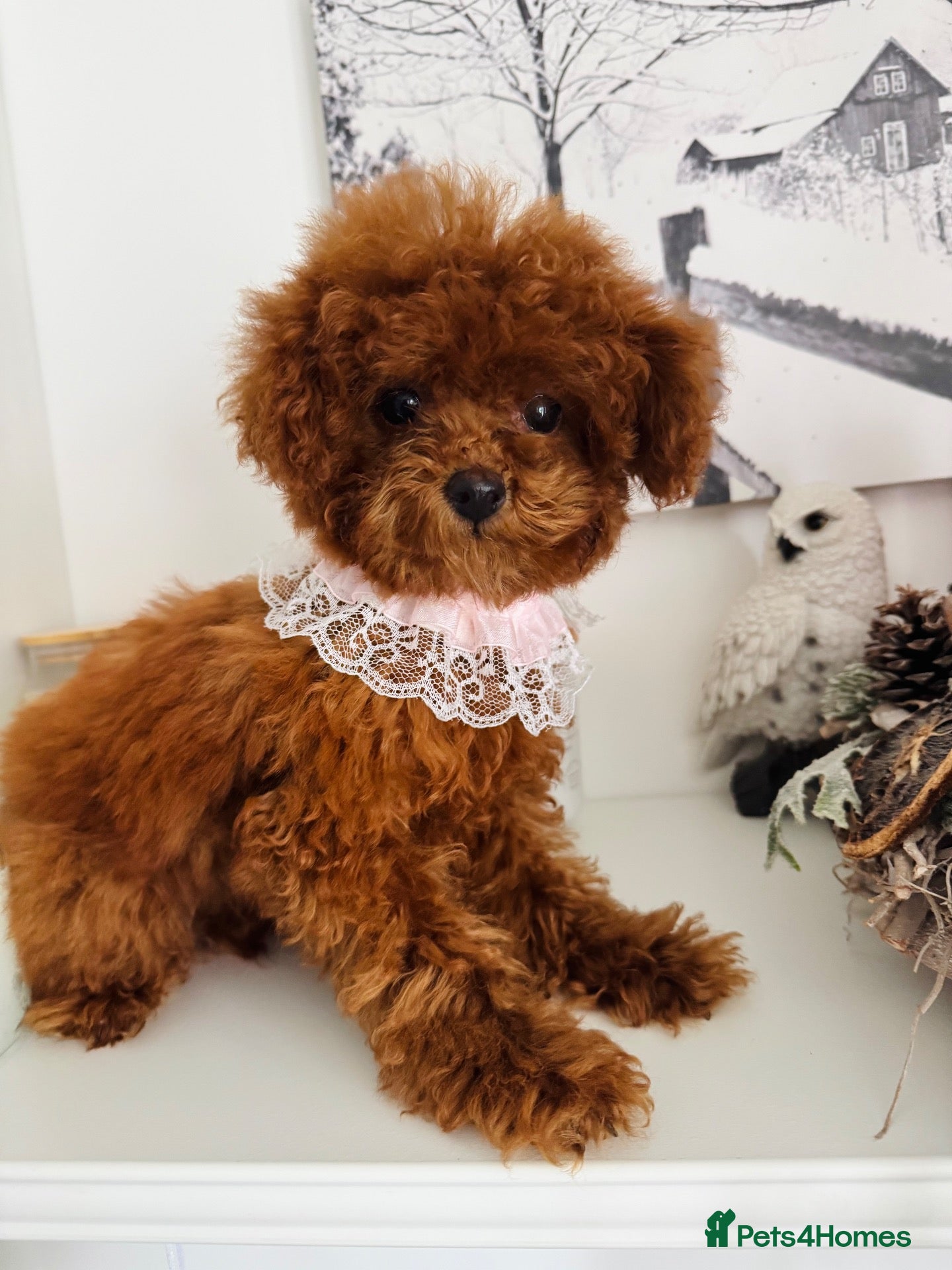 Toy Poodle dogs 🧸READY NOW Asian Poodle Girl🧸 - Advert 1