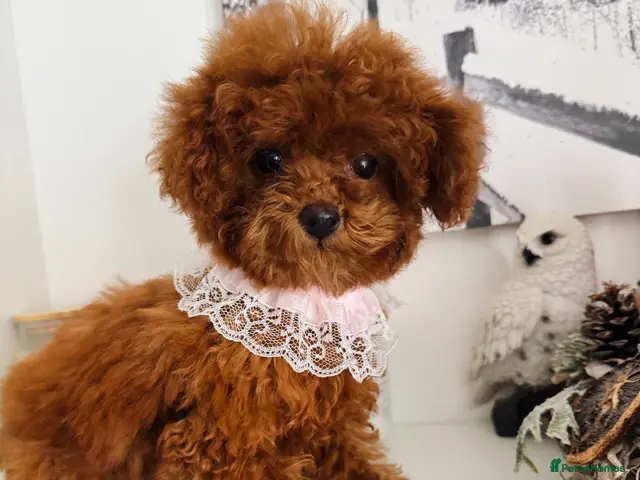 Toy Poodle dogs 🧸READY NOW Asian Poodle Girl🧸 - Advert 2
