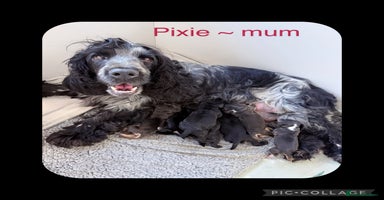 Cocker Spaniel dogs - Advert 15