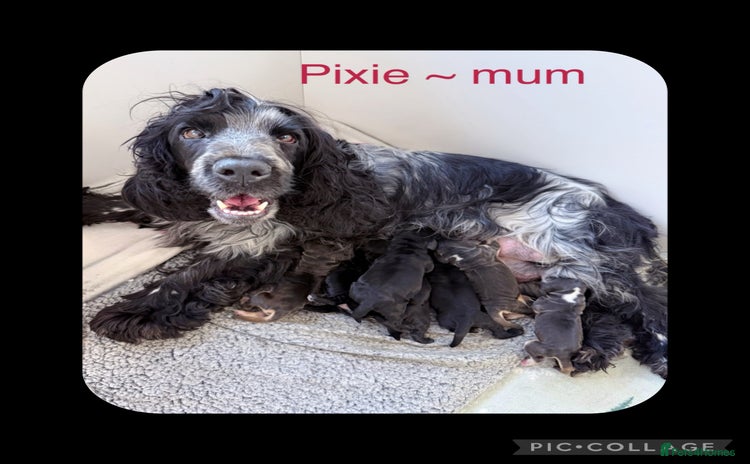 Cocker Spaniel dogs - Advert 2