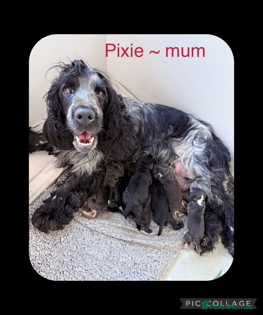 Cocker Spaniel dogs for sale: Exceptional pedigree KC champion show Cockers.  - Image 1