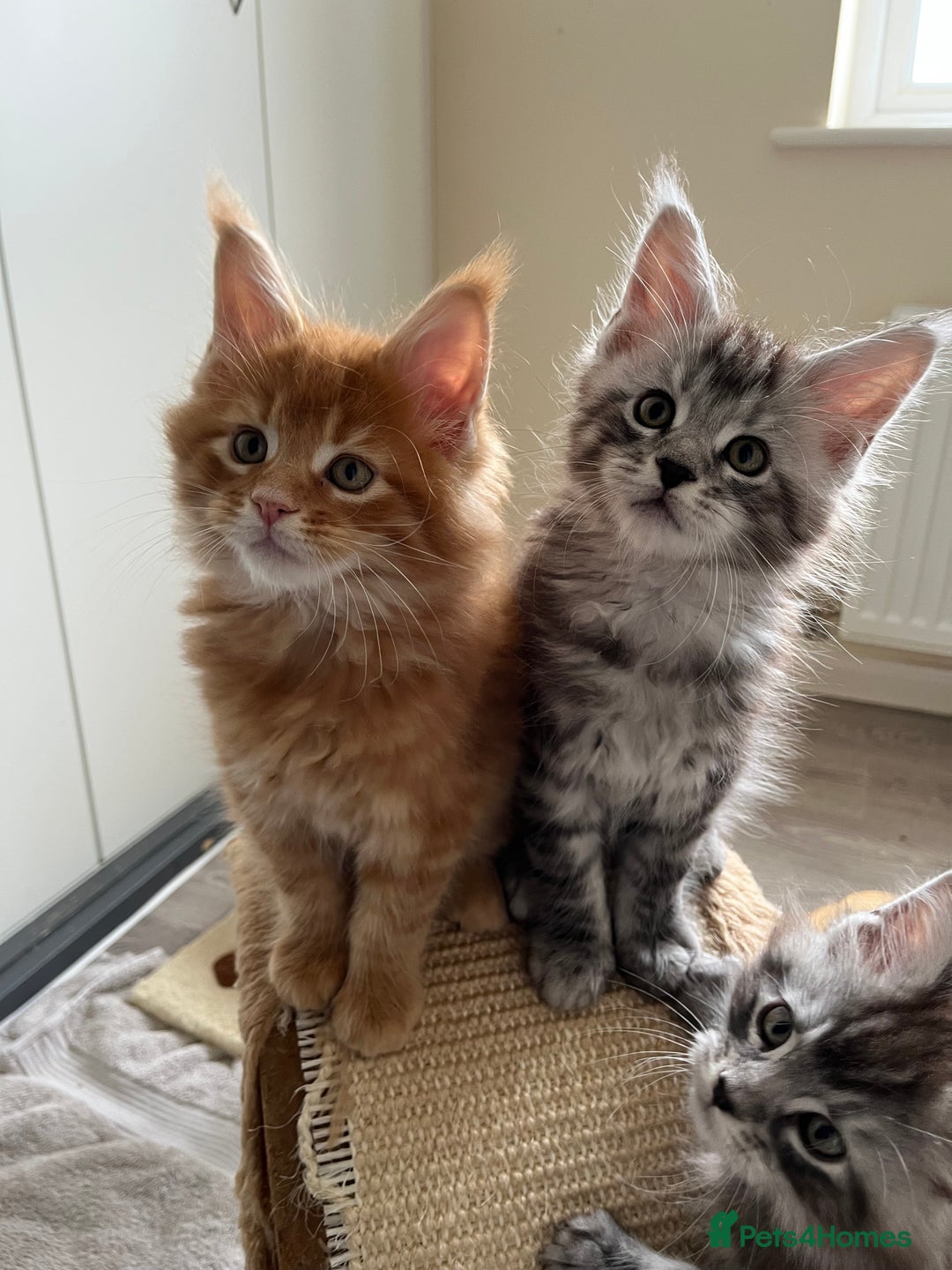 Maine Coon cats for sale: GCCF Pedigree Maine Coons  - Image 13
