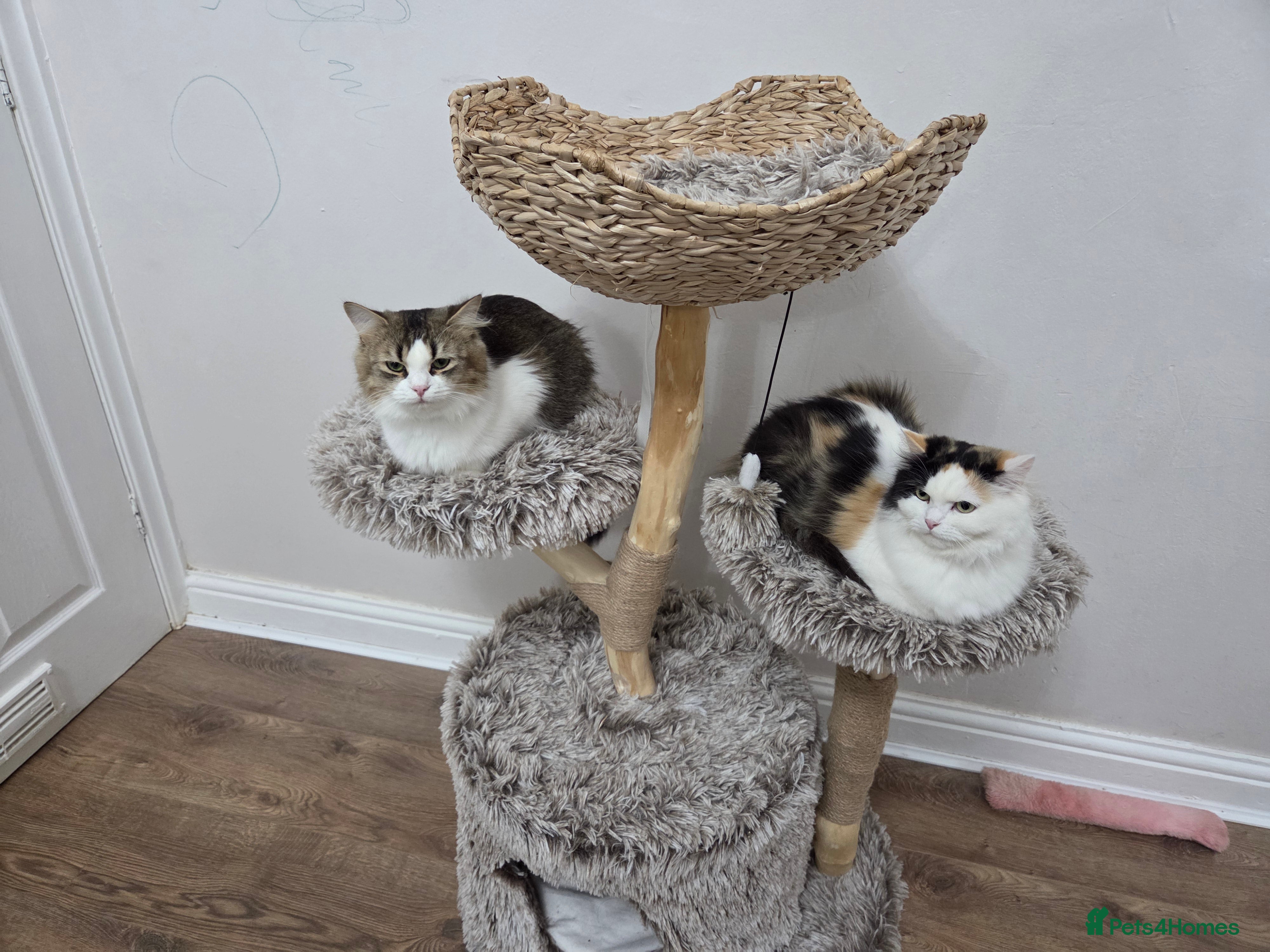 Mixed Breed cats RAGDOLL/ PERSIAN KITTENS  - Advert 3