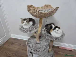 Mixed Breed cats RAGDOLL/ PERSIAN KITTENS - Advert 1