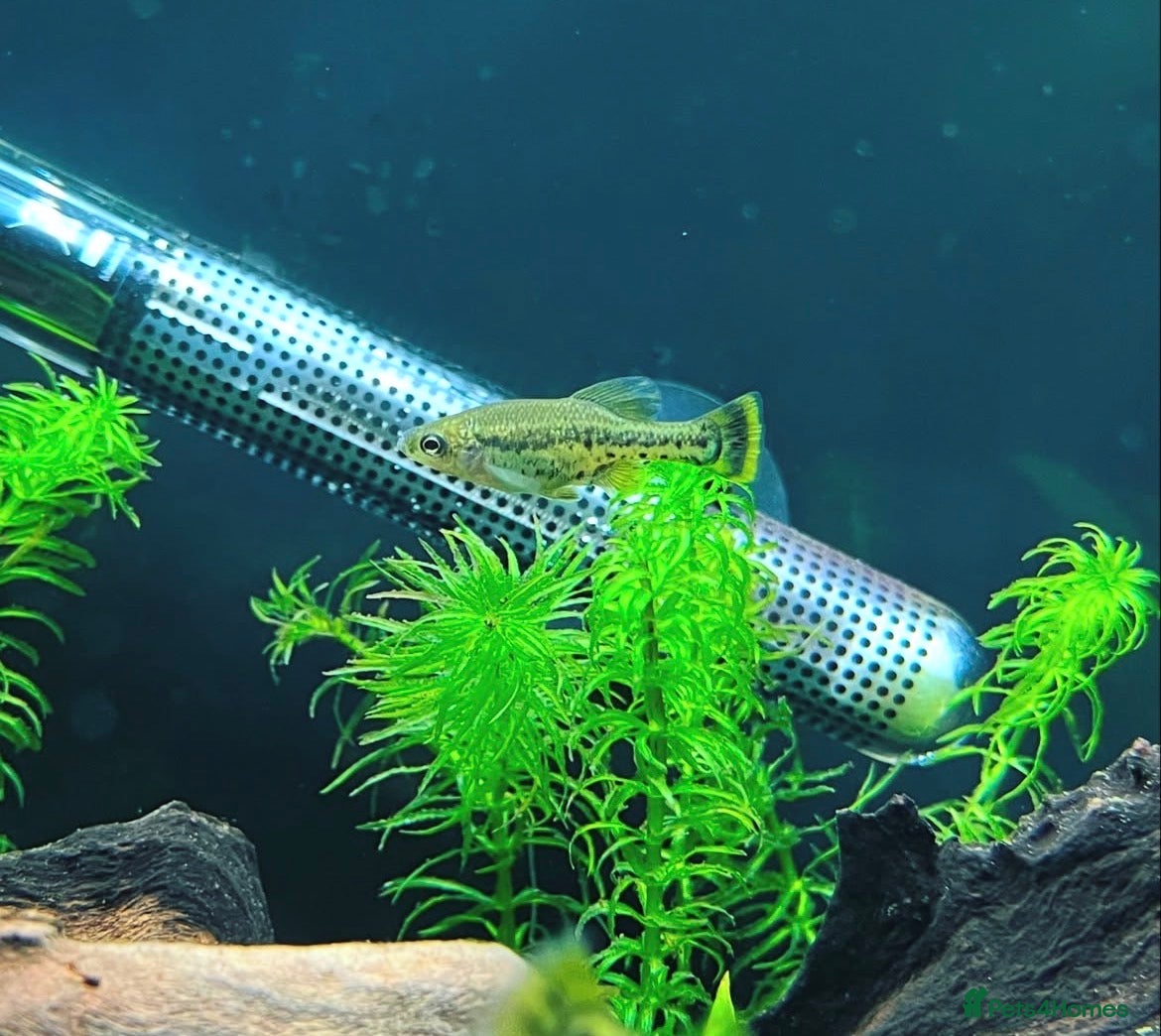 Live Bearers fish Ameca splendens/Butterfly splitfin - Advert 1