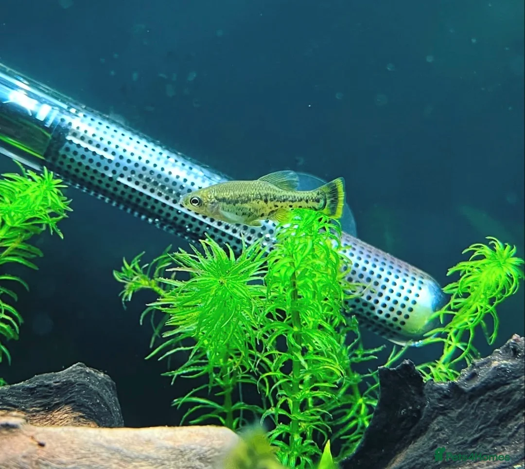 Live Bearers fish for sale: Ameca splendens/Butterfly splitfin - Advert 1