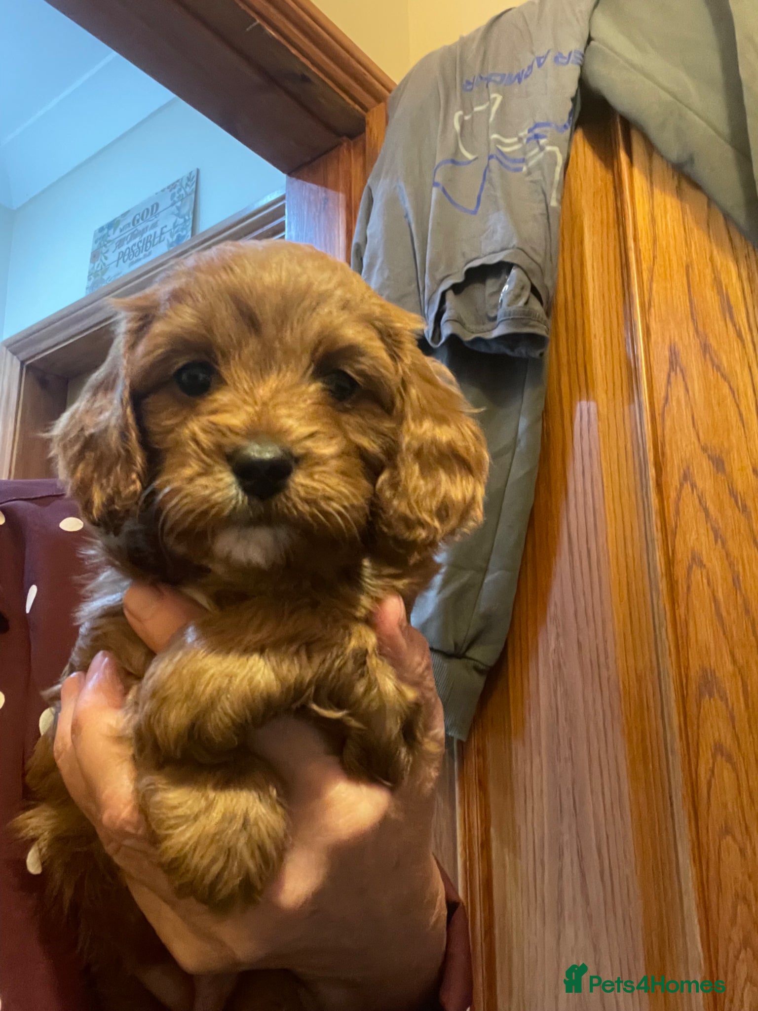 Cavapoo dogs Cavapoooo f1  - Advert 1