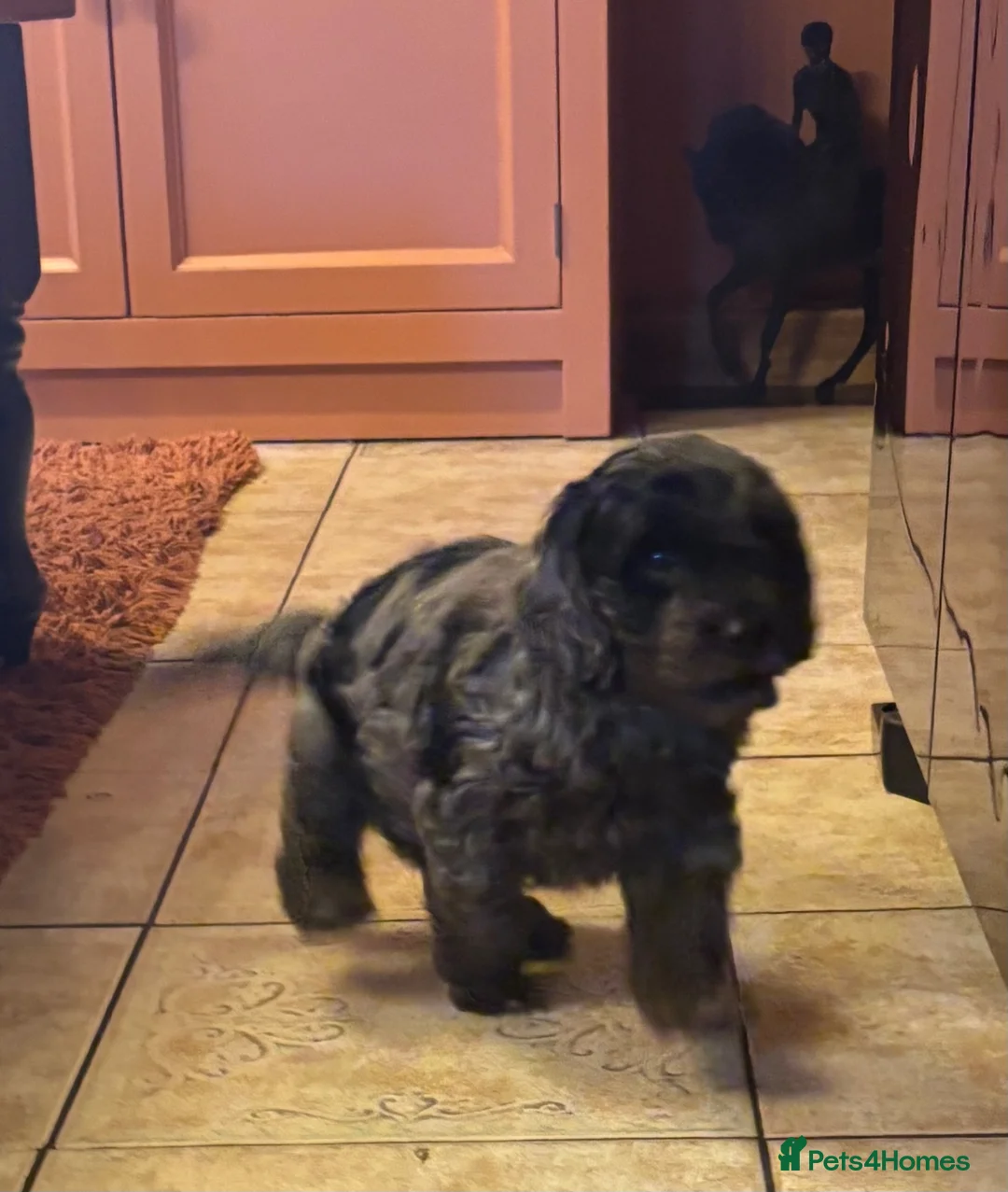 Cockapoo dogs for sale: My cockerpoo puppies - Advert 21