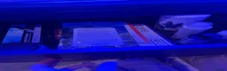 Other/Mixed Breed fish for sale: marine fish tank in Abingdon - Advert 6