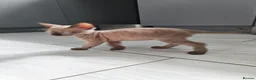 Mixed Breed cats for sale: Stunning sphynx x ragdoll kittens  - Advert 26