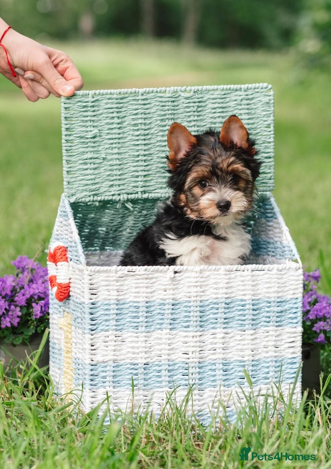 Biewer Terrier dogs Purebred Biewer Terrier Puppies - Advert 1