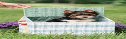 Biewer Terrier dogs for sale: Purebred Biewer Terrier Puppies - Advert 1